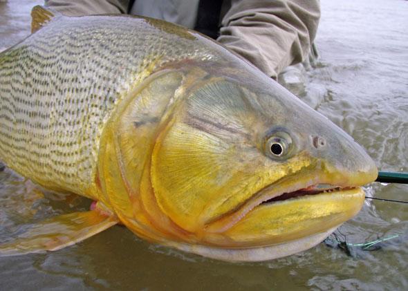 Veda Extraordinaria en un tramo del Río Paraná