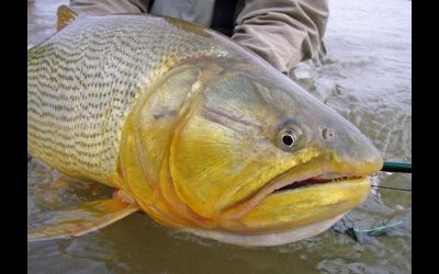 Veda Extraordinaria en un tramo del Río Paraná